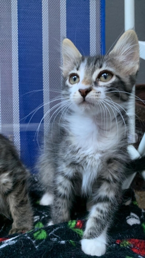 Chatons siamois croisés pour adoption