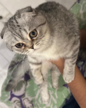 2 chatons scottish fold femmeles