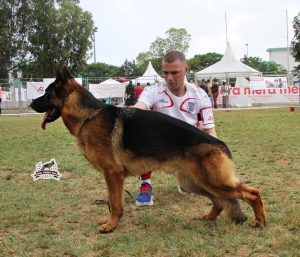 Berger allemand