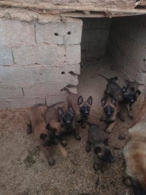 Malinois