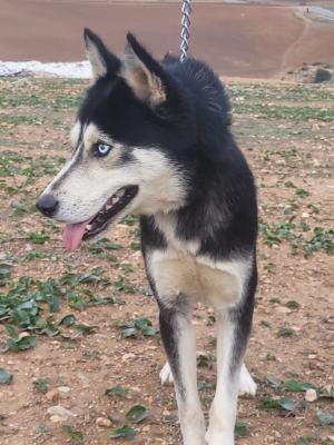 Husky siberian