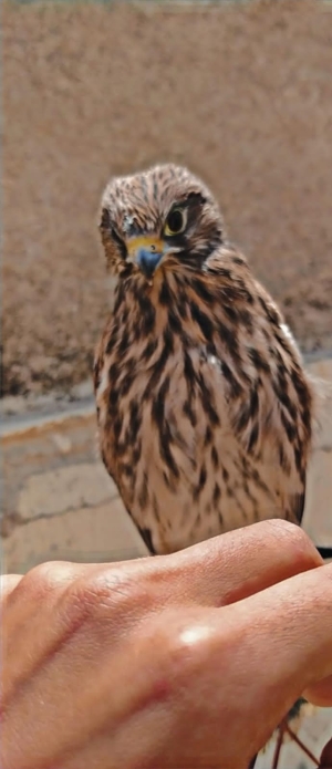 العوسق