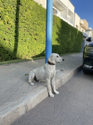 Labrador blanc