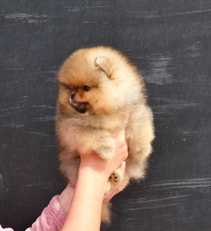 spitz pomeraniane