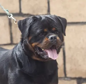 chiots rottweilers pedigree