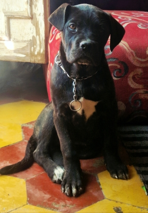 Female Cane corso