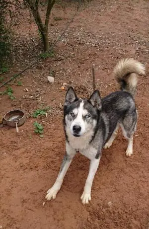 Husky pedigre à vendre