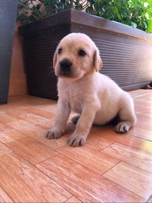 Labrador Sablé