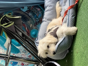Bichon maltais