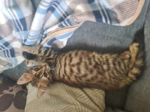 Chat Toyger