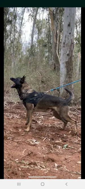 malinois charbonné accouplement