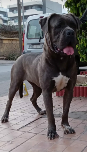 Disp d cane corso adult top