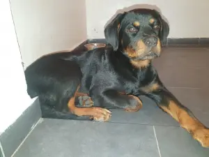 Femelle rottweiler