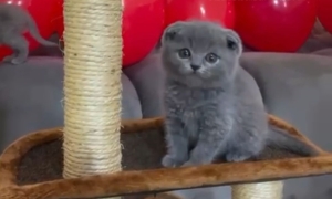 SCOTTISH FOLD