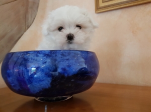 Bichon Maltais