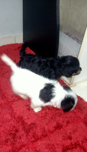 Bichons