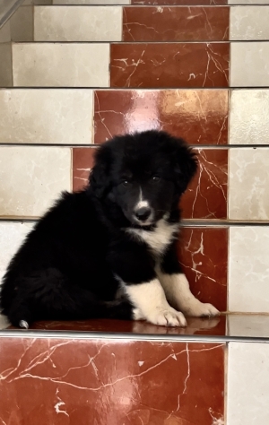 Aidi atlas ( chien de montagne de l’atlas)