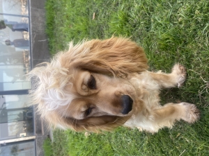 Cocker Spaniel anglaise