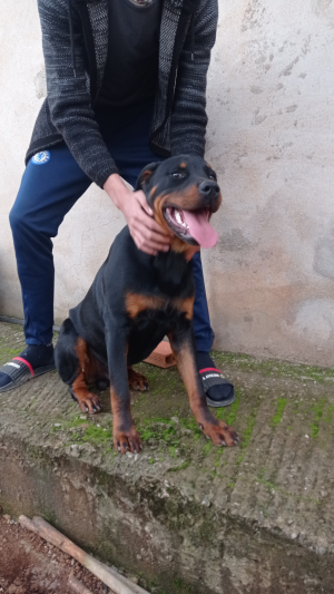 Vendre un rottweiler