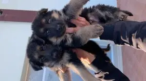 Berger allemand à ne pas raté