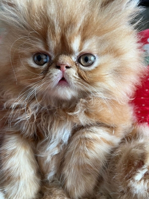 Chatons persan
