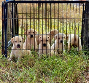Labrador