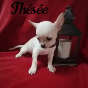 Bébé Chihuahua mâle pedigree francais