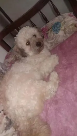 Bichon