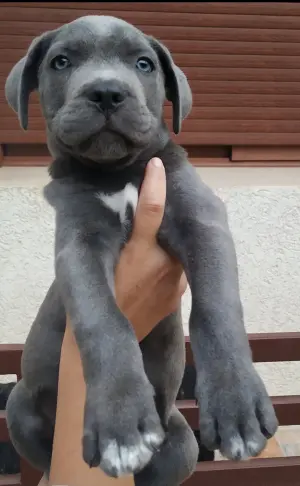 Chiot cane corso