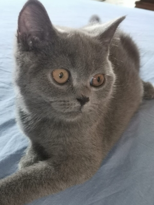 Chats britich