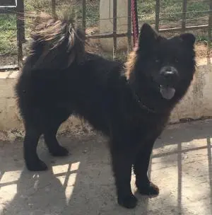 Chien akita chow chow