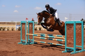 Cheval de sport marocain du Domaine Sidi Berni