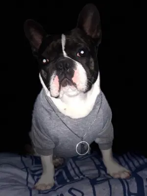 Bulldog Français à vendre