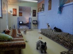 Pension canine