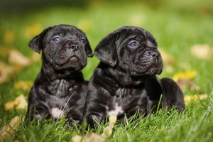 Cane Corso chiot