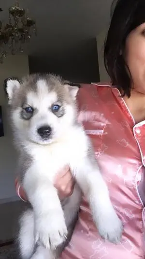 Husky