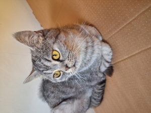 Female British shorthair