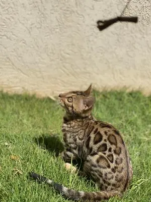 Chatons Bengal disposable