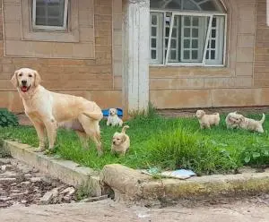 chiot Golden Retriever Maroc