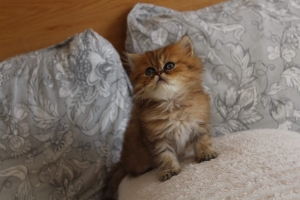 Mal persan chinchilla pedigree