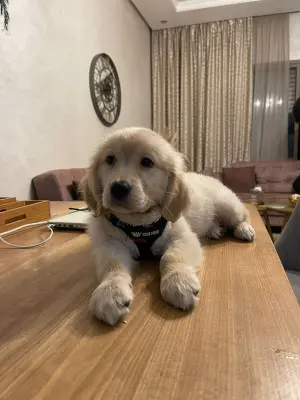 Chiot Golden Retriever