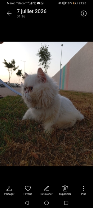 Chat persan