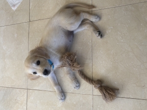 Chiot Golden Retriver Femelle