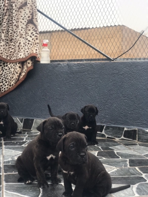 Magnifiques chiots de Cane Corso noir