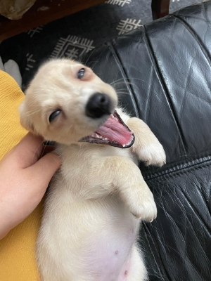Jack Russell