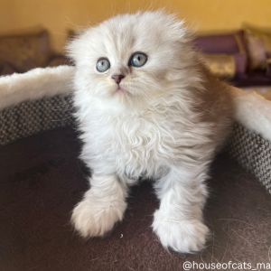 Scottish fold femelle