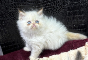 Persan himalayen Chaton