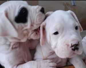 Dog argentin