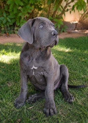 Femelle cabe corso pedigree