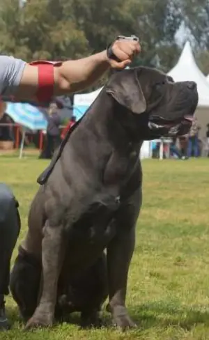 CHIOT CANE CORSO DESCENDANTS DU CHAMPION DU MONDE